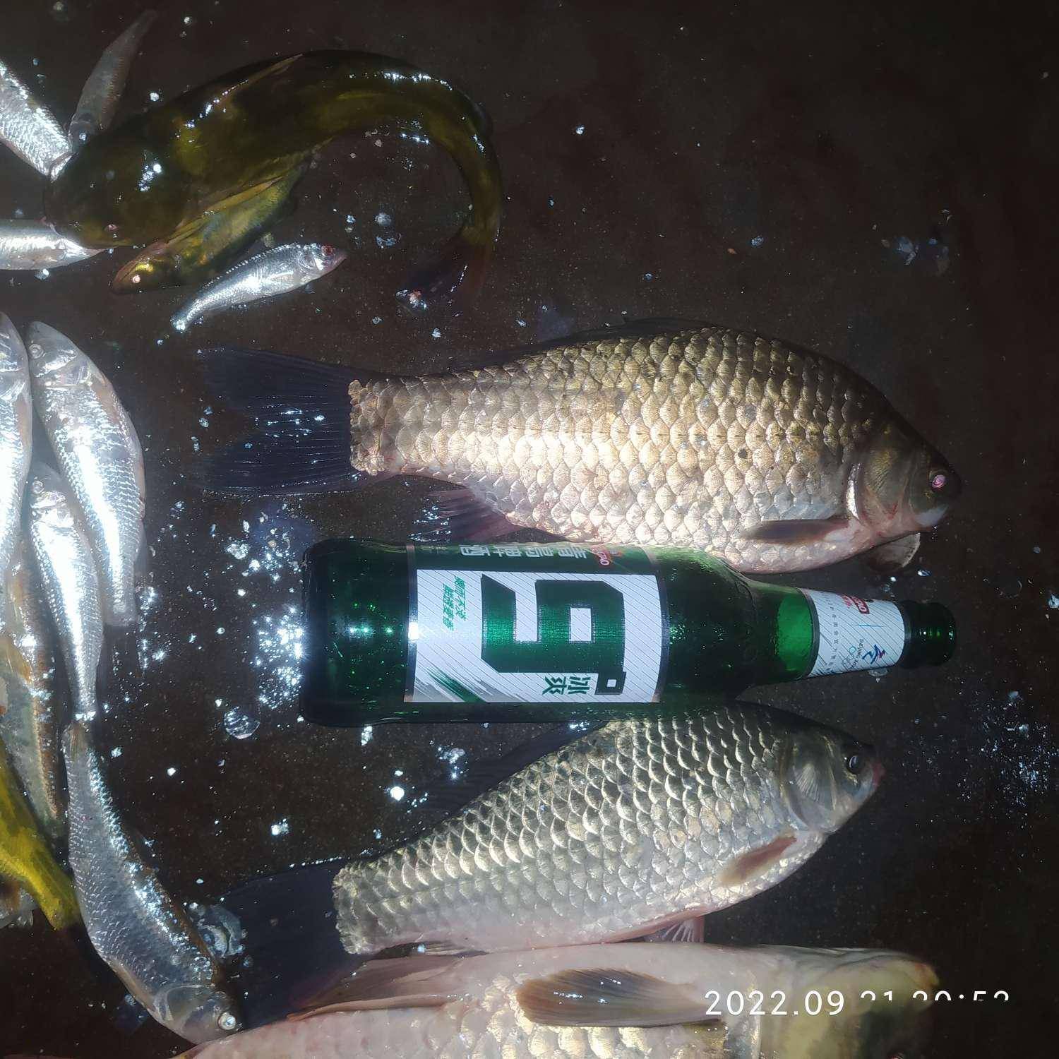 苦衷鱼们输球，长年甩尾欲多情劝诫