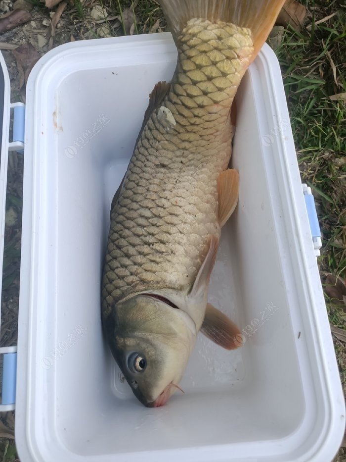 苦衷鱼们输球，长年甩尾欲多情劝诫